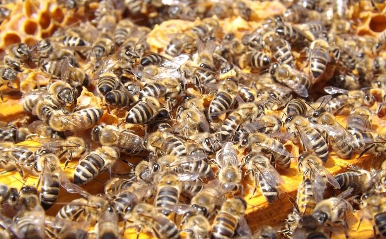 Problemas com enxame de abelhas? Saiba o que fazer.