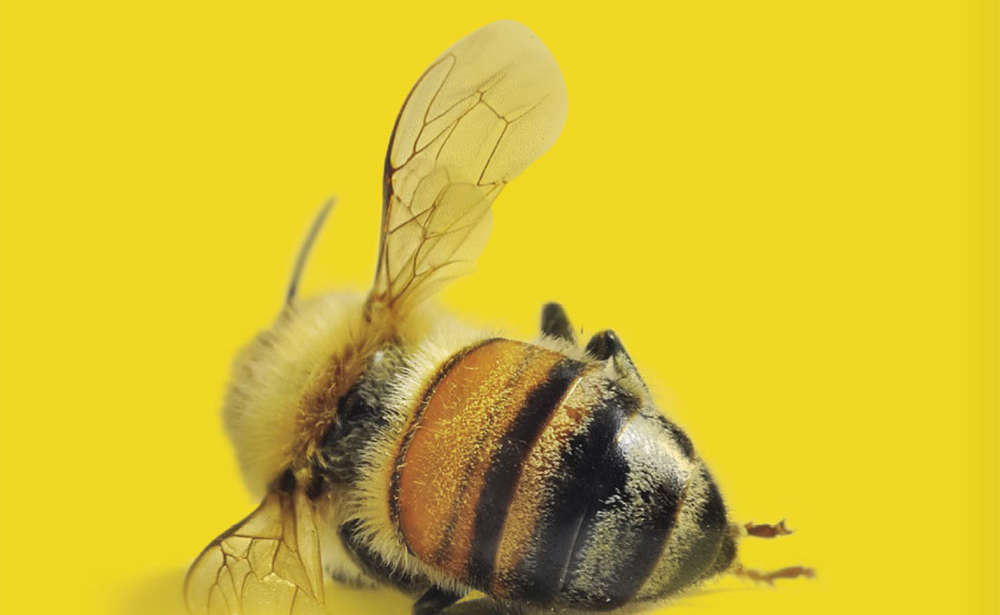 Risco para o planeta: 500 milhões de abelhas são encontradas mortas