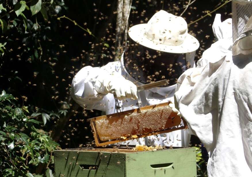 Colheita de mel